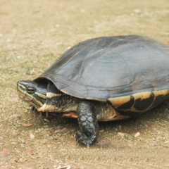 Rùa Hồ Gươm trong nhóm nguy cấp nhất thế giới