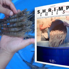 STIP phát hành bản tin mới về ngành công nghiệp tôm cho người mua hàng phương Tây