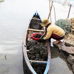 Bắt ốc cháy, thu tiền triệu