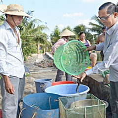 Rộng đường xuất khẩu cho cá chình Suối Rao