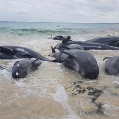 135 con cá voi chết cùng lúc do mắc cạn tại bờ biển Australia