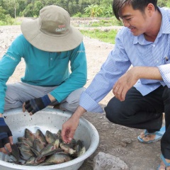 Long An: Giá cá tăng, người nuôi phấn khởi