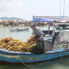 Nha Trang: Loay hoay tìm giải pháp cho rong mơ