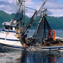 Tác động của Quy định IUU của EU về luồng thương mại thủy sản