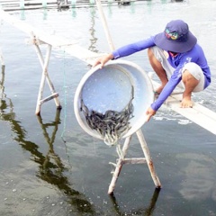 Giá tôm cao vẫn bất an