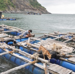 “Lênh đênh” nghề nuôi cá bớp