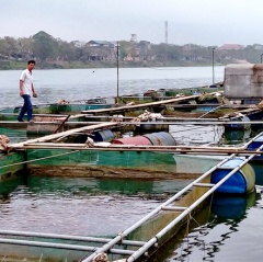 Huế: Đưa cá lồng vào quy hoạch