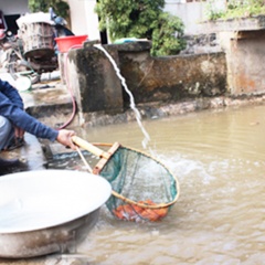 Nghĩa Châu phát triển nhờ nuôi trồng thủy sản