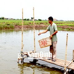 Mô hình liên kết nuôi cá lóc bông ở Nghĩa Thắng