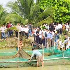 Nuôi thủy sản theo chuỗi không lo đầu ra