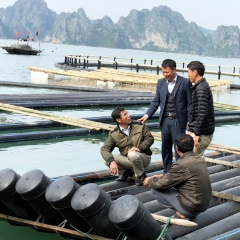 Vân Đồn: Phát triển vùng nuôi trồng thủy sản bền vững