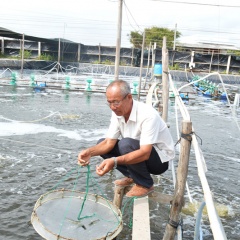 Tỷ phú nhờ tiên phong mô hình nuôi tôm hai giai đoạn