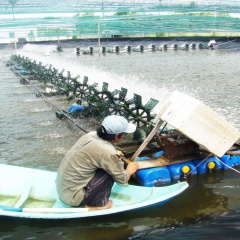 Vụ tôm đầu năm trúng mùa, được giá