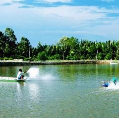 Tuy An: Tập trung xuống giống tôm thả nuôi đại trà