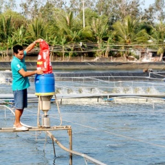 Quy hoạch nuôi tôm siêu thâm canh tập trung ở Cà Mau