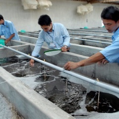 Ninh Thuận: Ước lượng cung cấp 30 tỷ con giống tôm/năm