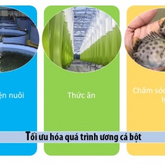 Tối ưu hóa quá trình ương cá bột