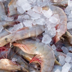 Phân tích luồng thương mại tôm toàn cầu hiện nay