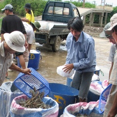 Tháo gỡ nút thắt để con tôm phát triển