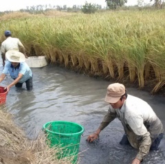 Bạc Liêu: Xây dựng thương hiệu lúa sạch từ mô hình tôm lúa