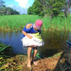 Tập huấn kỹ thuật trồng Bồn Bồn kết hợp nuôi cá đồng