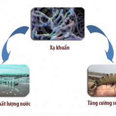 Dòng xạ khuẩn mới có khả năng cải thiện chất lượng nước nuôi tôm