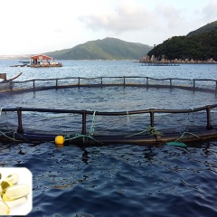 Tối ưu tăng trưởng cá biển nuôi bằng việc bổ sung DHA hợp lý