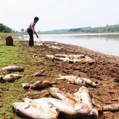 Bình Phước: Gần 20 tấn cá chết trắng đập chưa rõ nguyên nhân