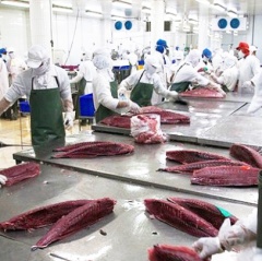 Xuất khẩu cá ngừ sang Chile tăng đột biến