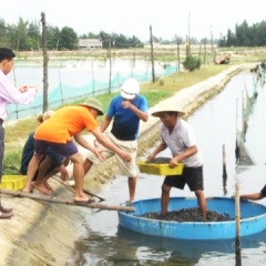 Thăm làng triệu phú ốc hương thu tiền tỷ mỗi năm