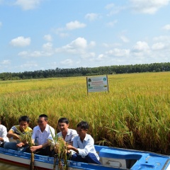 Liên kết sản xuất, tiêu thụ lúa - tôm hữu cơ