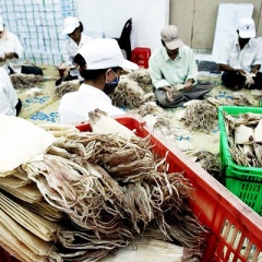 38 thị trường nhập khẩu mực, bạch tuộc của Việt Nam