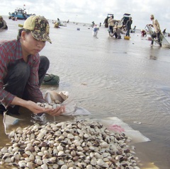 Nghêu chết bất thường, thiệt hại hàng tỉ đồng