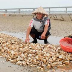 Dân cay đắng ngồi nhìn nghêu chết trắng bãi