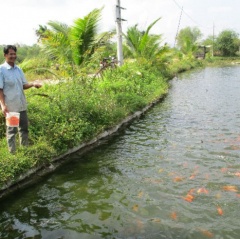 Nông dân làm giàu: Đổi đời nhờ nuôi cá nước ngọt