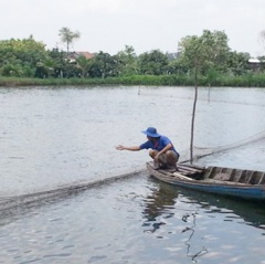 Nghịch lý cá tra tăng giá