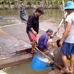 Nuôi cá tra “sạch” – giải pháp nâng cao giá trị