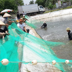 Quảng Ninh: Siết chặt quản lý giống tôm nước lợ