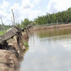 Đồng bào Khmer ổn định cuộc sống trong thời hạn mặn nhờ nuôi tôm