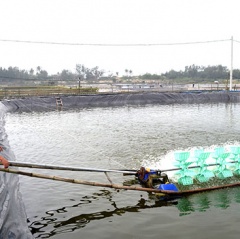 Bất cập nuôi tôm VietGAP - Bài 1: Vụ nuôi thất bát