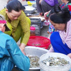 Báo động tình trạng dùng bóng Thái Lan thu bắt ghẹ con