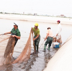 Nam Định: Đa dạng đối tượng nuôi thủy sản