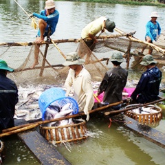 Chuyên nghiệp hóa vùng nuôi cá tra thương phẩm!