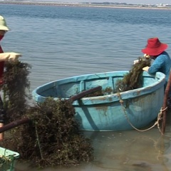 Ngư dân Khánh Hội trúng đậm rong sụn