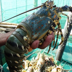 Một số vùng nuôi thủy sản Khánh Hòa có lượng vi khuẩn Vibrio vượt ngưỡng