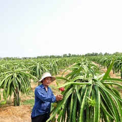 Trồng thanh long ruột đỏ trên đất nuôi tôm, thu tiền tỉ