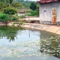 Đã xác định được nguyên nhân cá chết bất thường tại Kon Tum