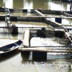 Cá lồng chết không rõ nguyên nhân trên sông Krông Nô