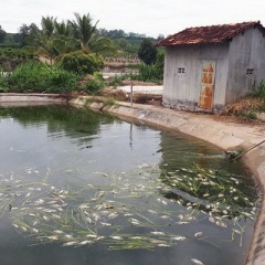 Kon Tum: Cá chết nổi trắng hồ, người chăn nuôi gặp khó khăn