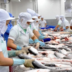 Xuất khẩu cá tra Việt Nam đang chuyển dịch dần dần sang Châu Á
